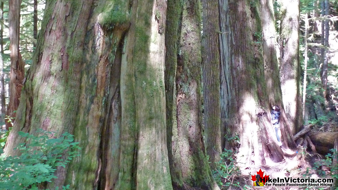 Avatar Grove in Port Renfrew