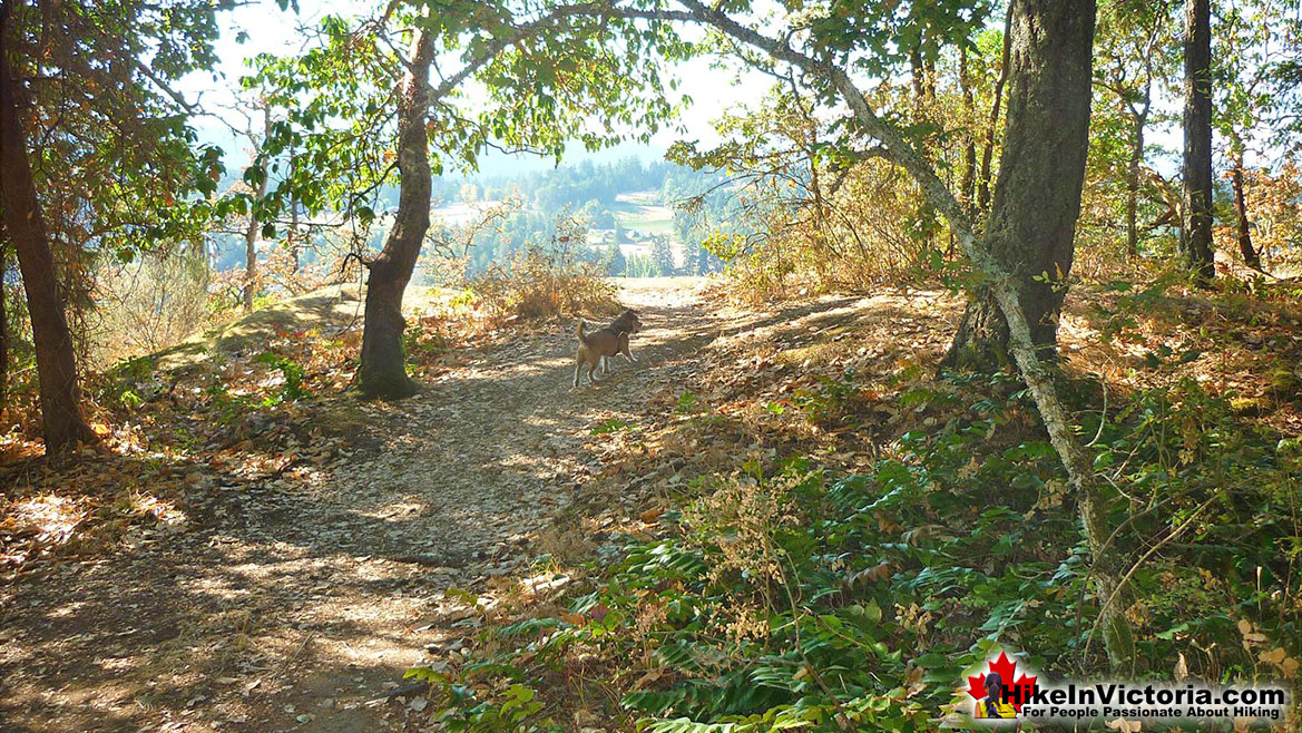 Bear Hill Hike in Victoria