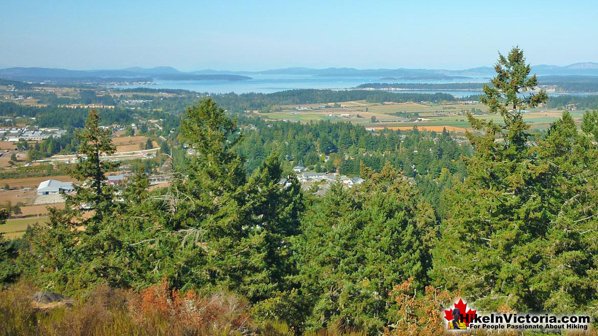 Bear Hill Hike in Victoria