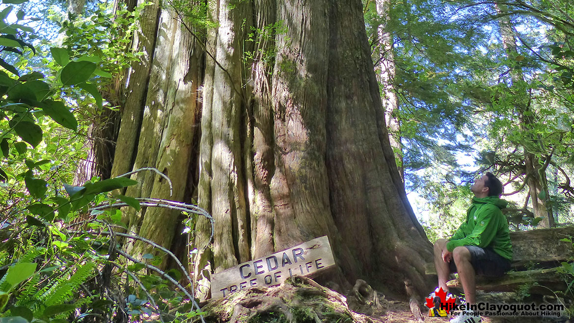 The Big Tree Trail in Tofino