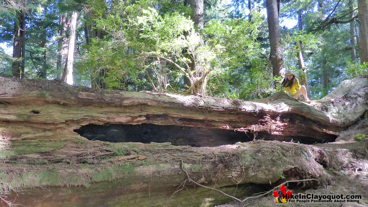 The Big Tree Trail in Tofino