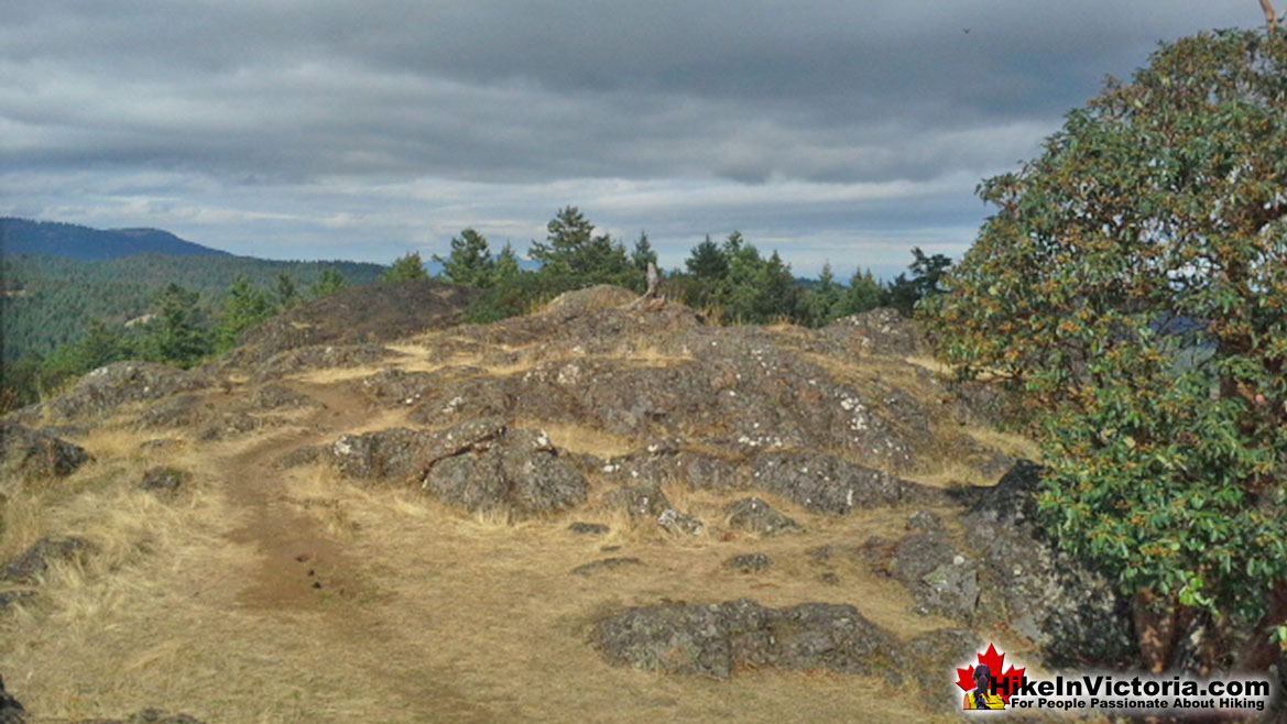 Lone Tree Hill Hike in Victoria