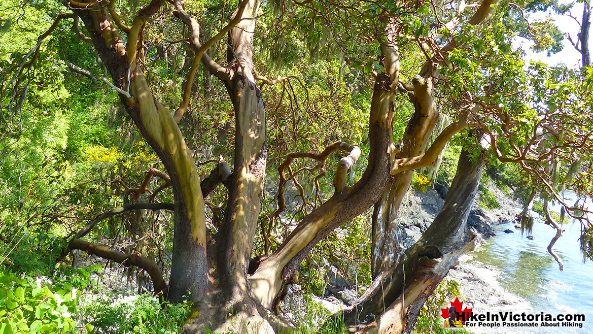 Witty's Lagoon Arbutus Tree